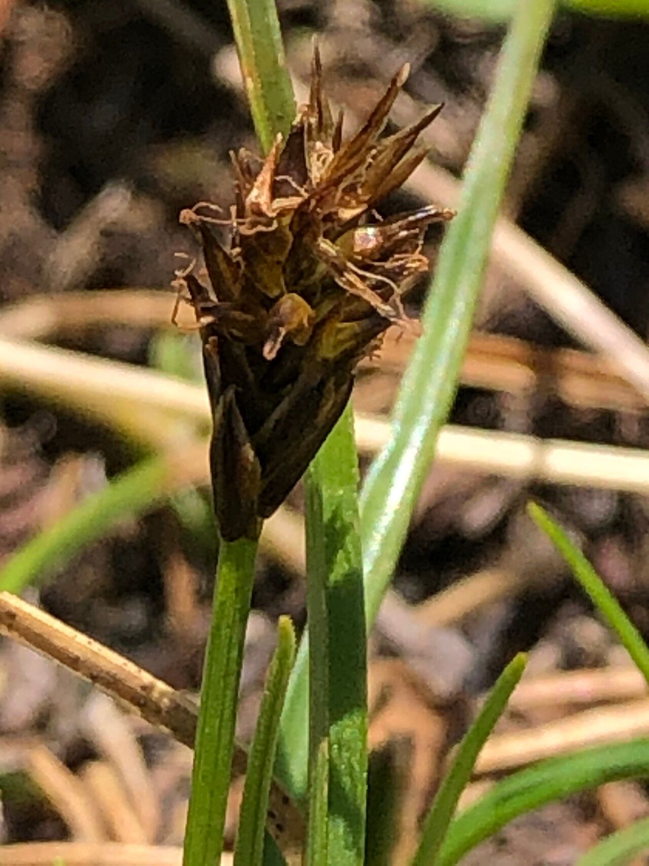 Carex pyrenaica fruit