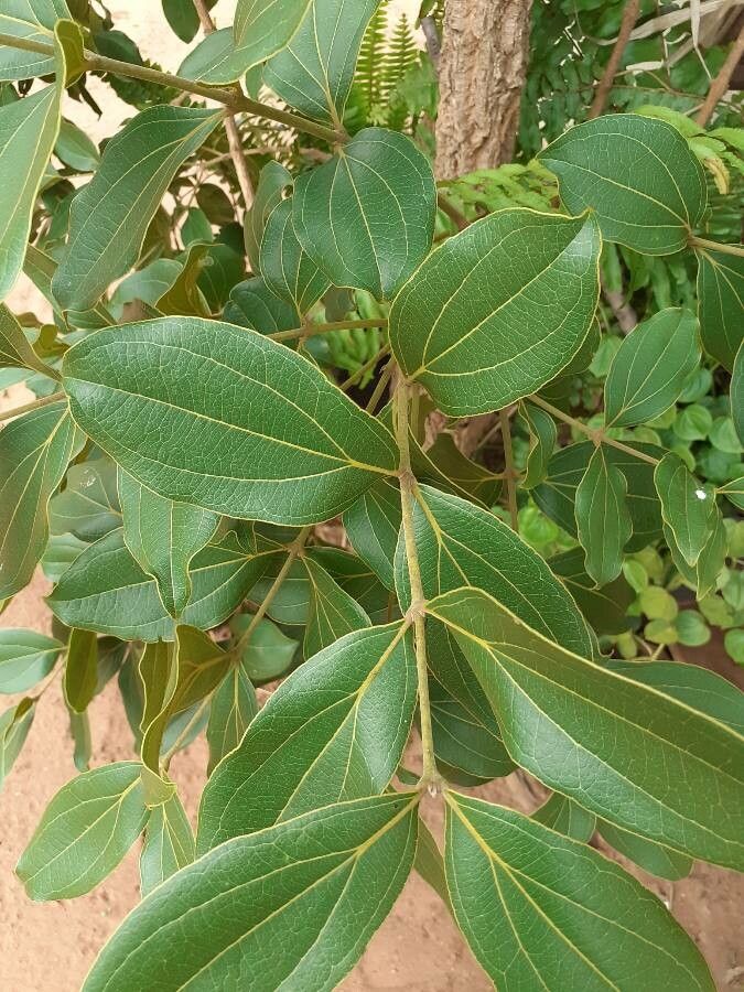 Cinchona calisaya — search result for 'Peru to Bolivia'