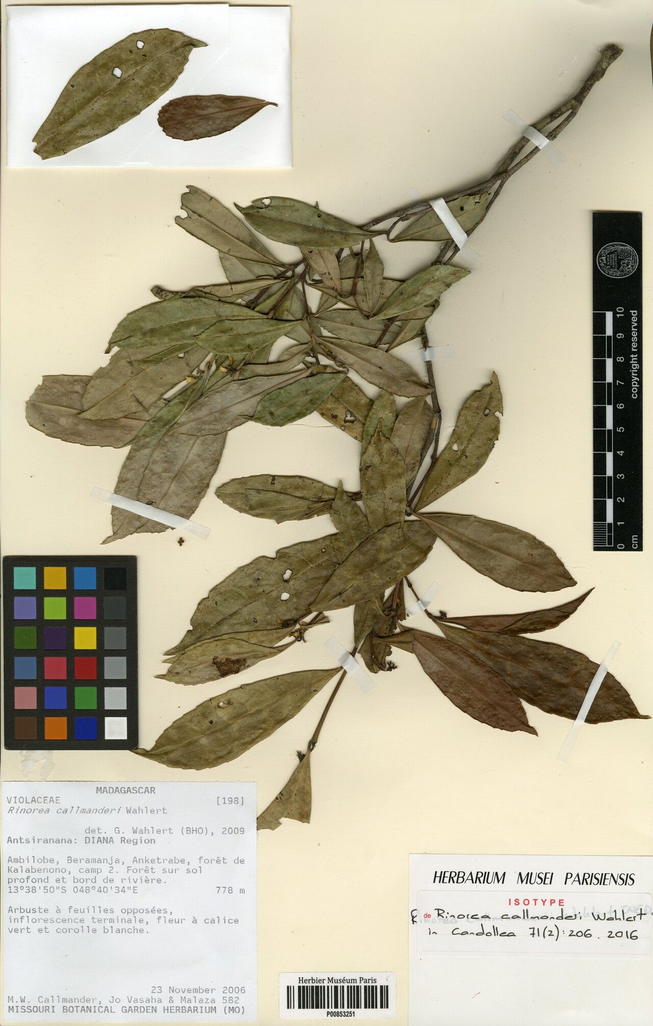 Rinorea callmanderi — houseplant care guide