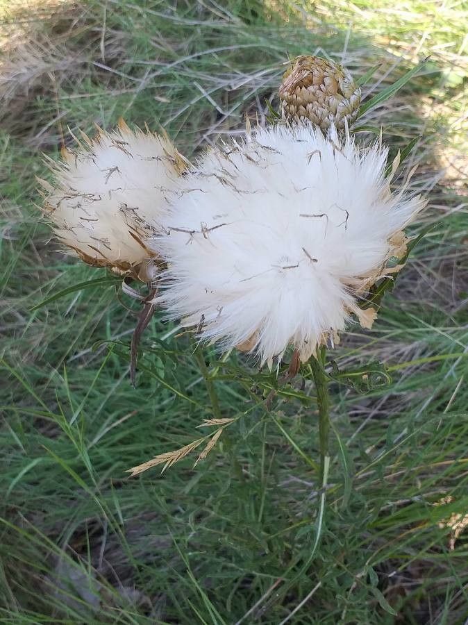 Rhaponticum coniferum fruit