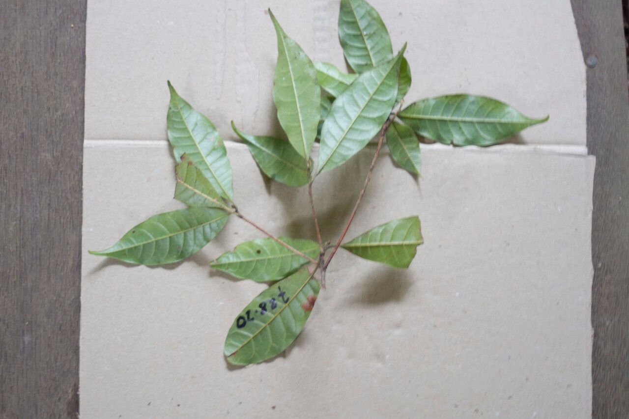 Pouteria hispida leaf