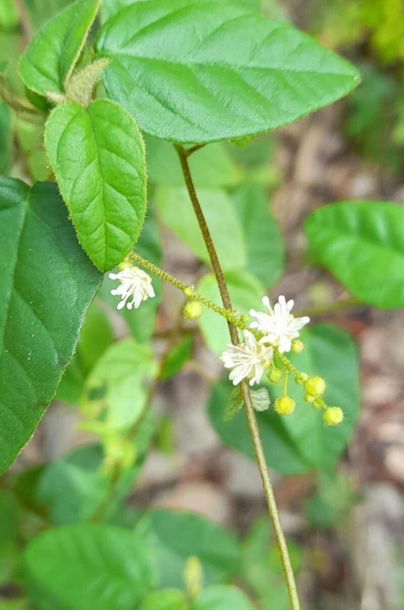 Croton humilis flower