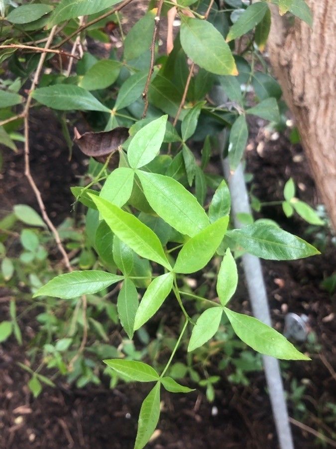 Searsia leptodictya — houseplant care guide