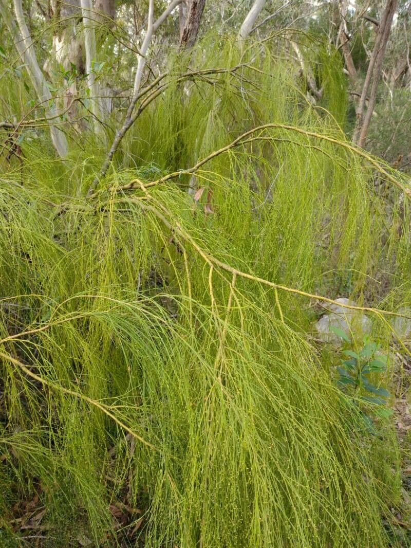 Exocarpos strictus habit