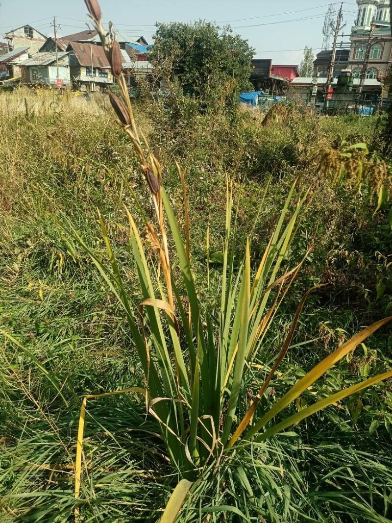 Iris kashmiriana — houseplant care guide