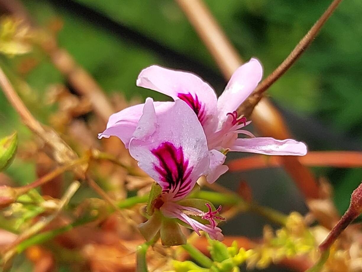 Pelargonium scabroide flower
