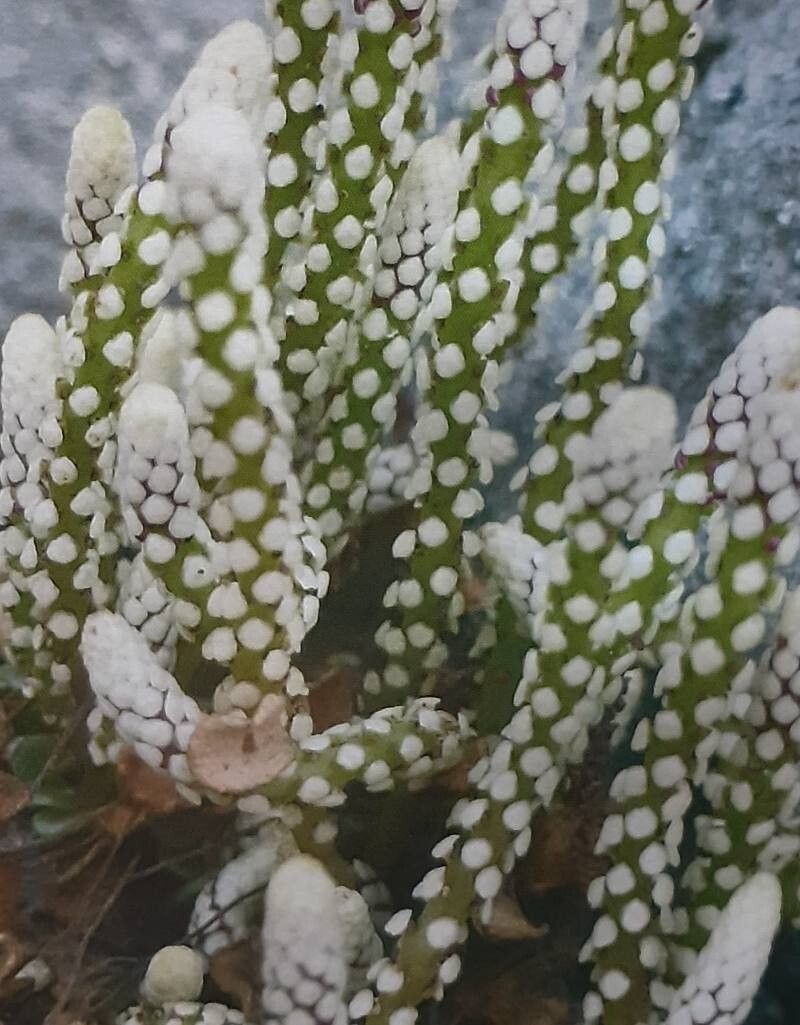 Peperomia macrorhiza — houseplant care guide