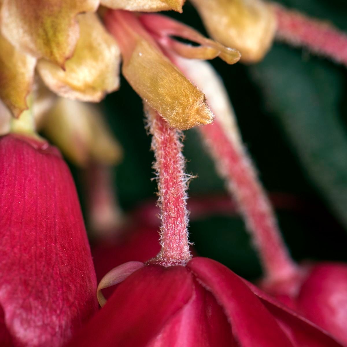 Rhododendron catacosmum flower