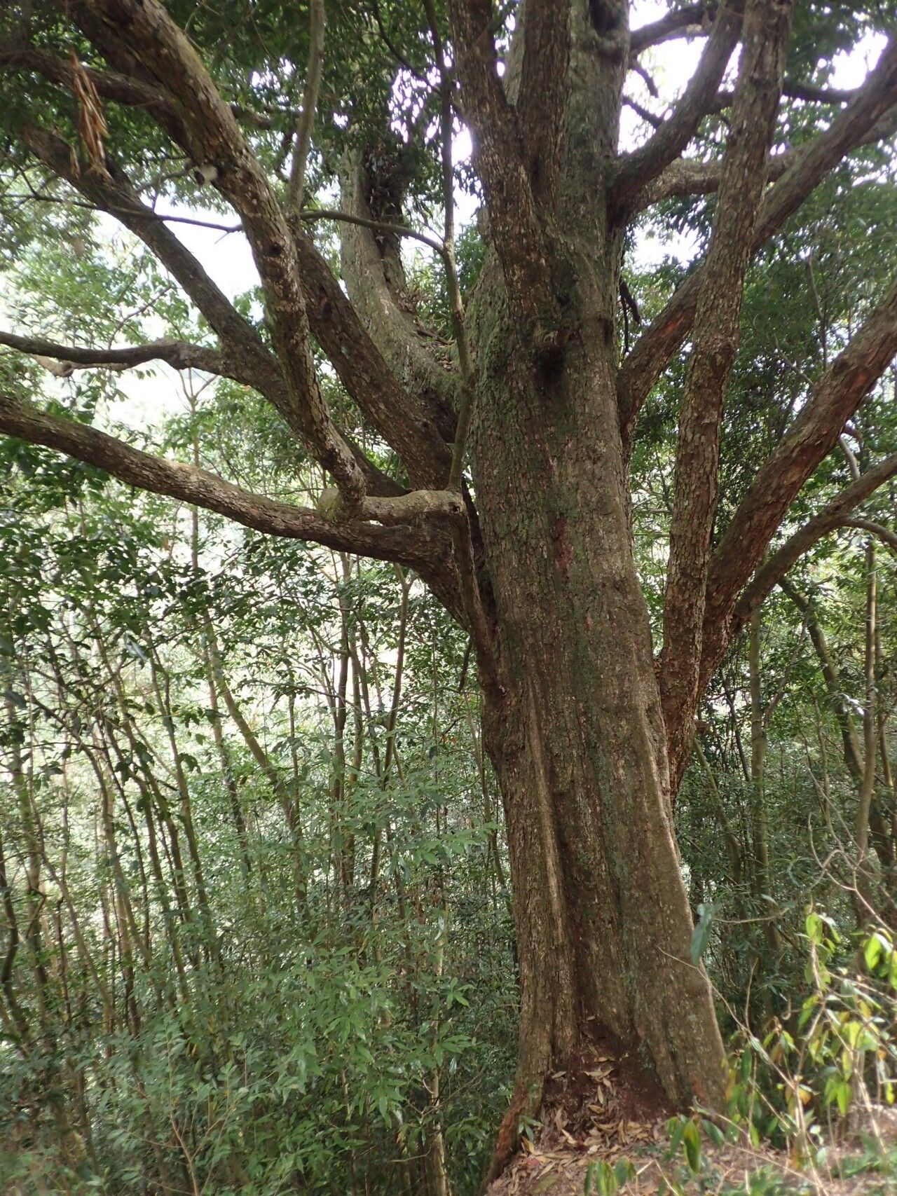 Lithocarpus nantoensis bark