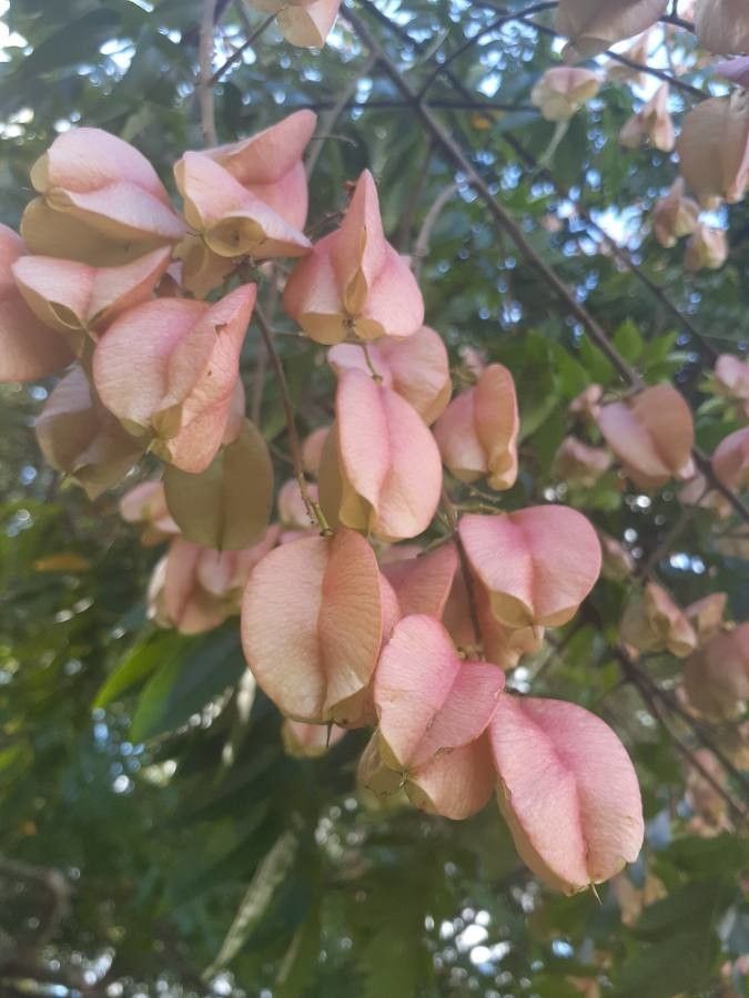 Koelreuteria elegans fruit