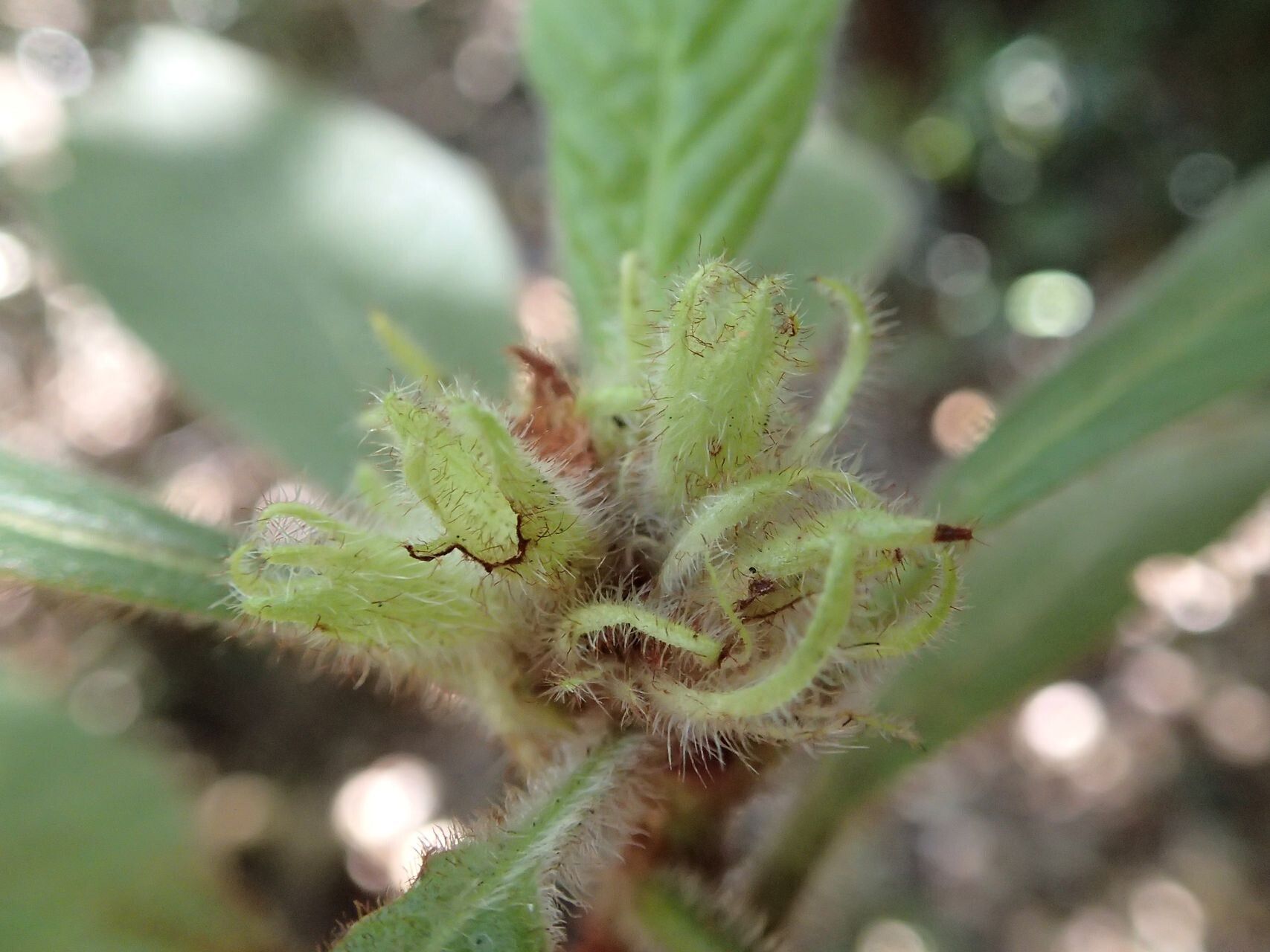 Psychotria rubefacta fruit