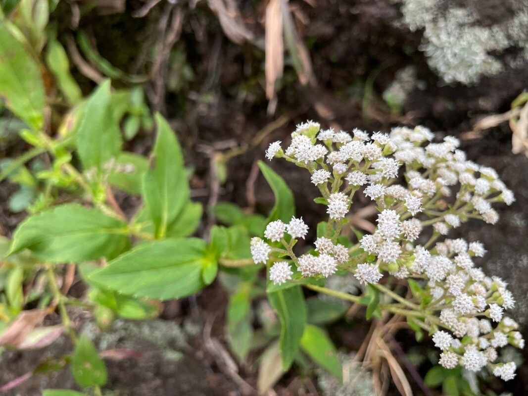 Chromolaena glaberrima flower