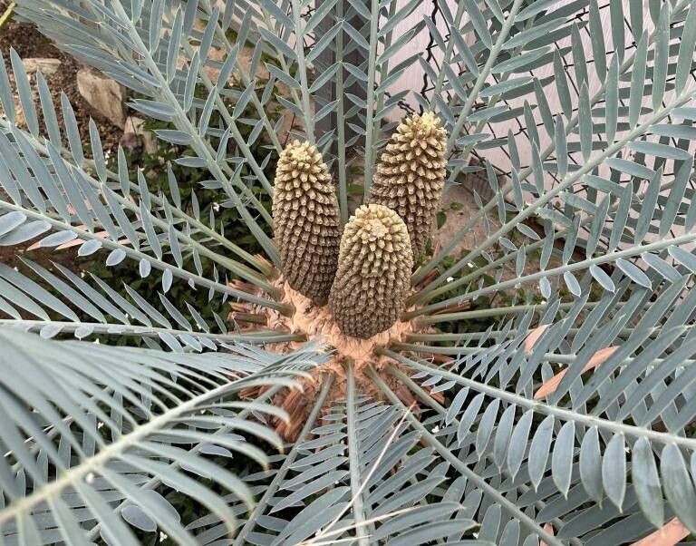 Encephalartos heenanii — search result for 'Encephalartos'