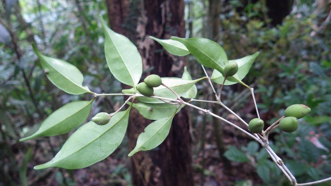 Noronhia brevituba other