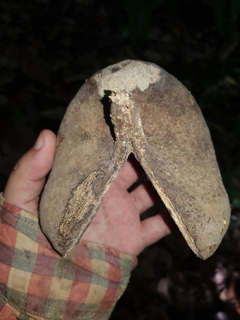 Pterygota excelsa fruit