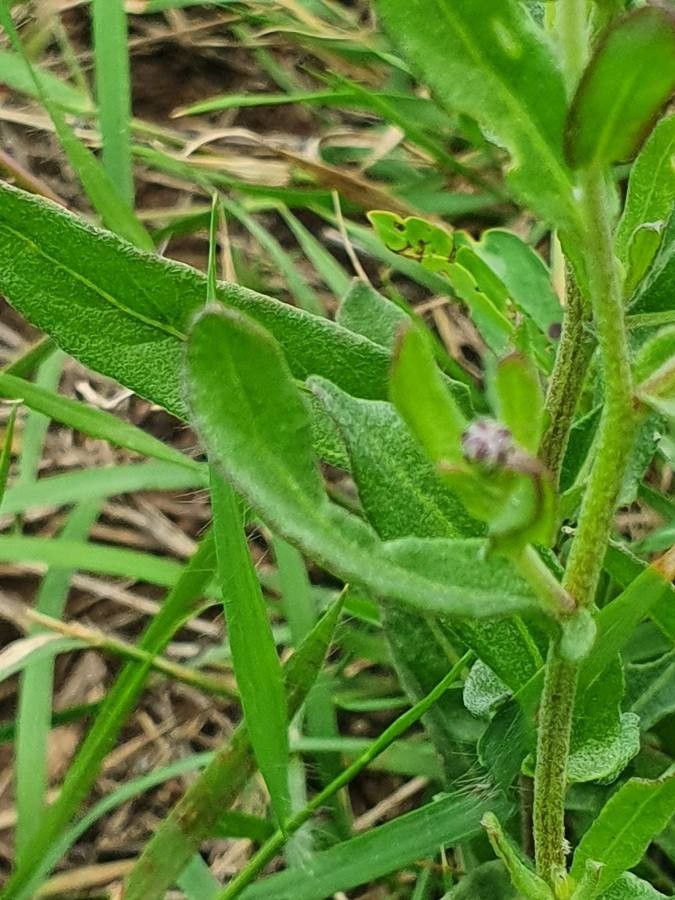 Vernonia popeana leaf