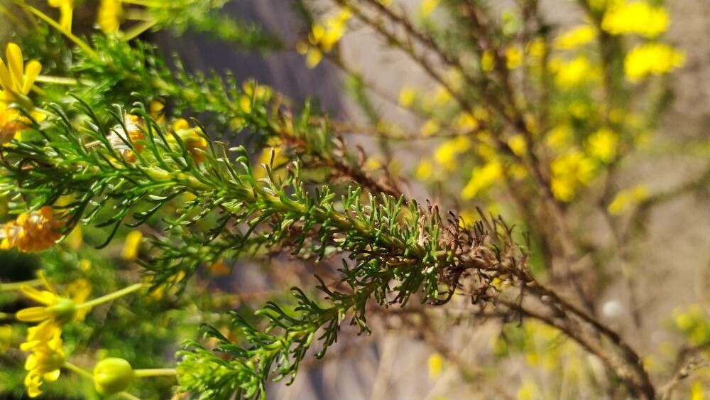 Euryops linearis leaf