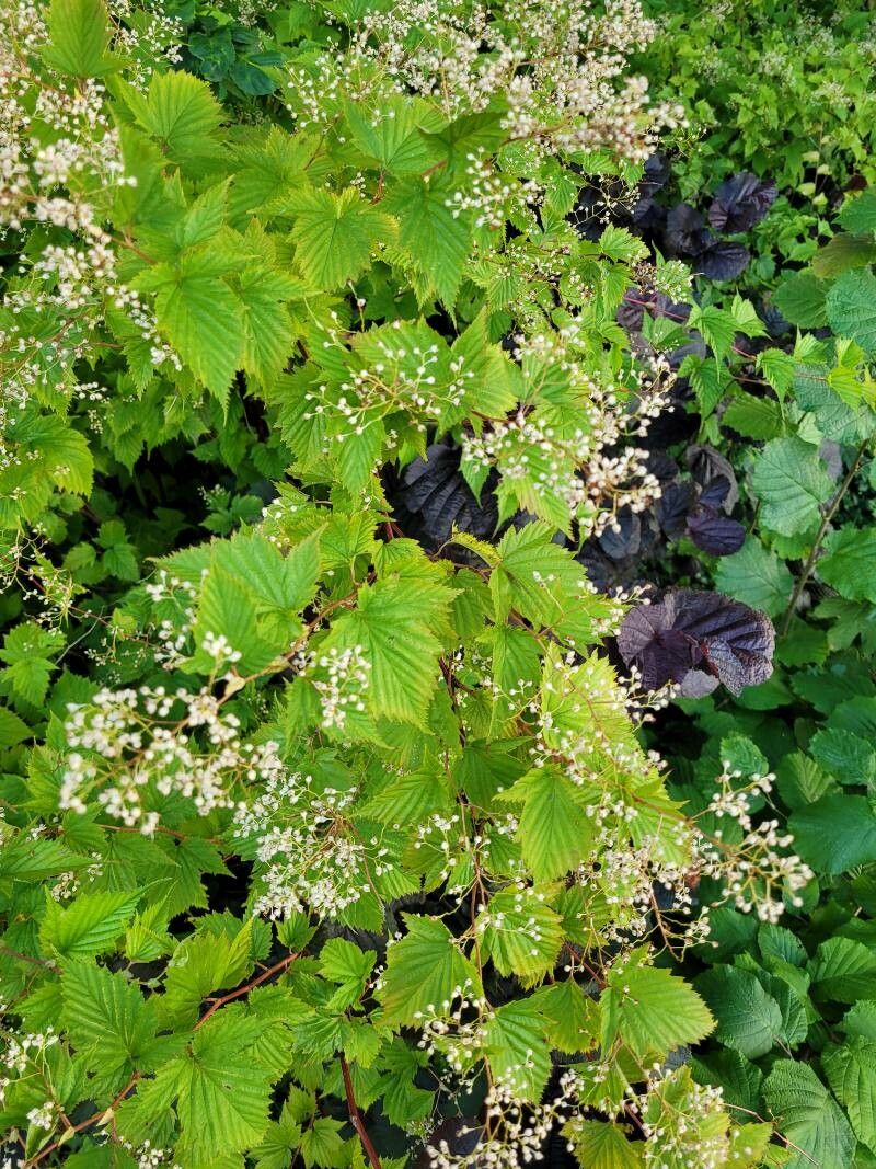 Stephanandra tanakae flower