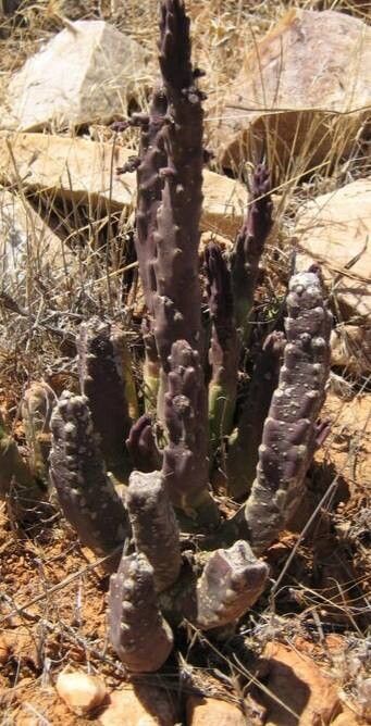 Stapelia cedrimontana