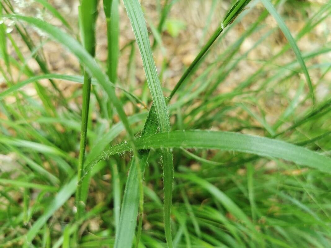 Luzula luzuloides leaf