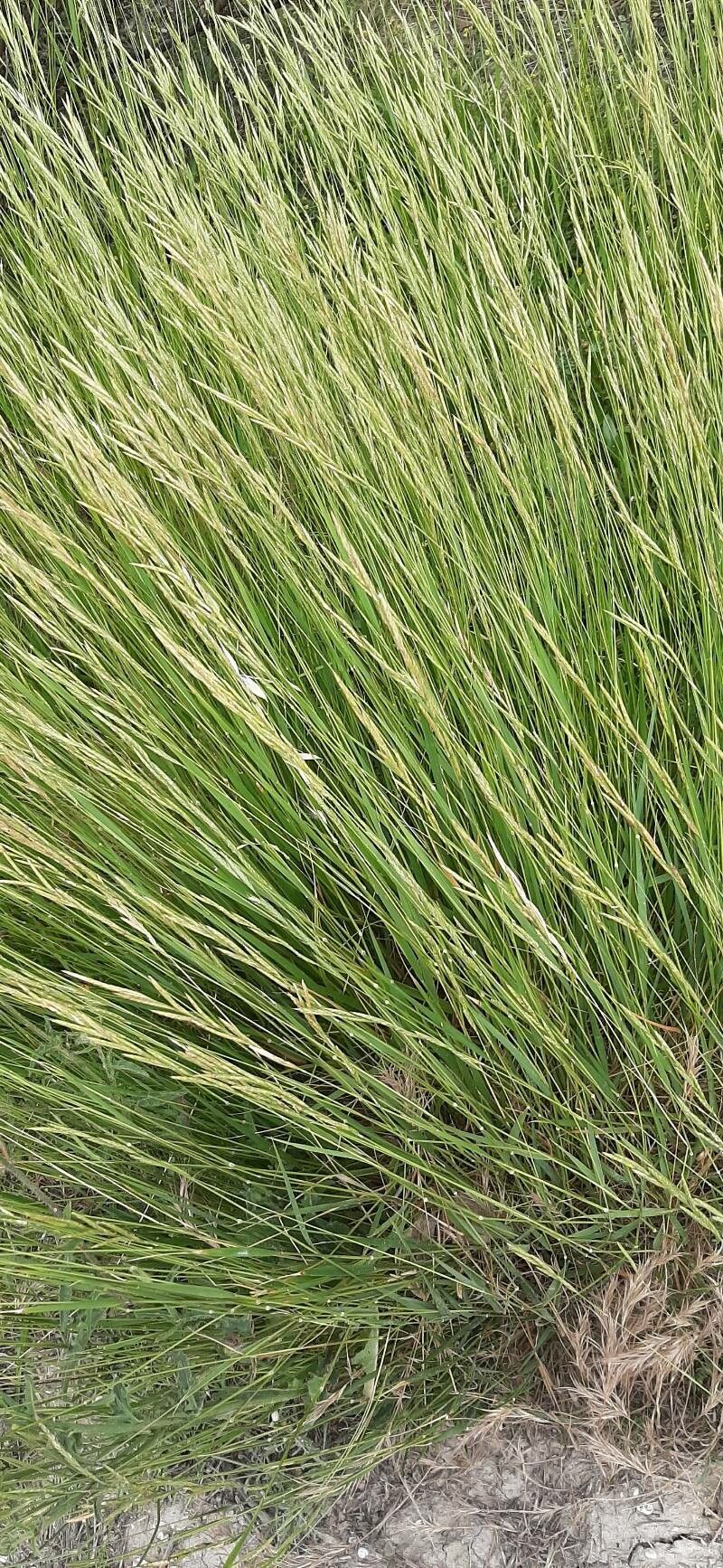 Festuca bromoides — clay tolerant houseplant