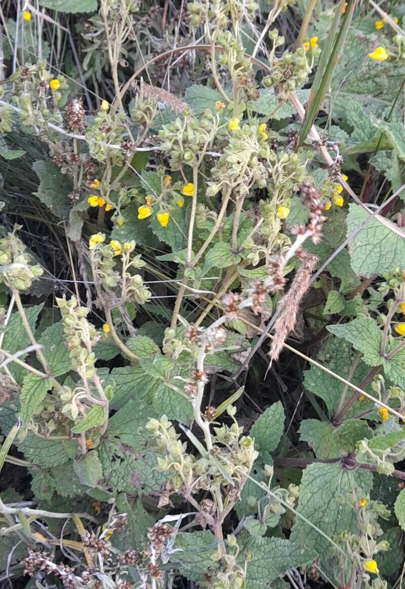 Calceolaria plectranthifolia habit