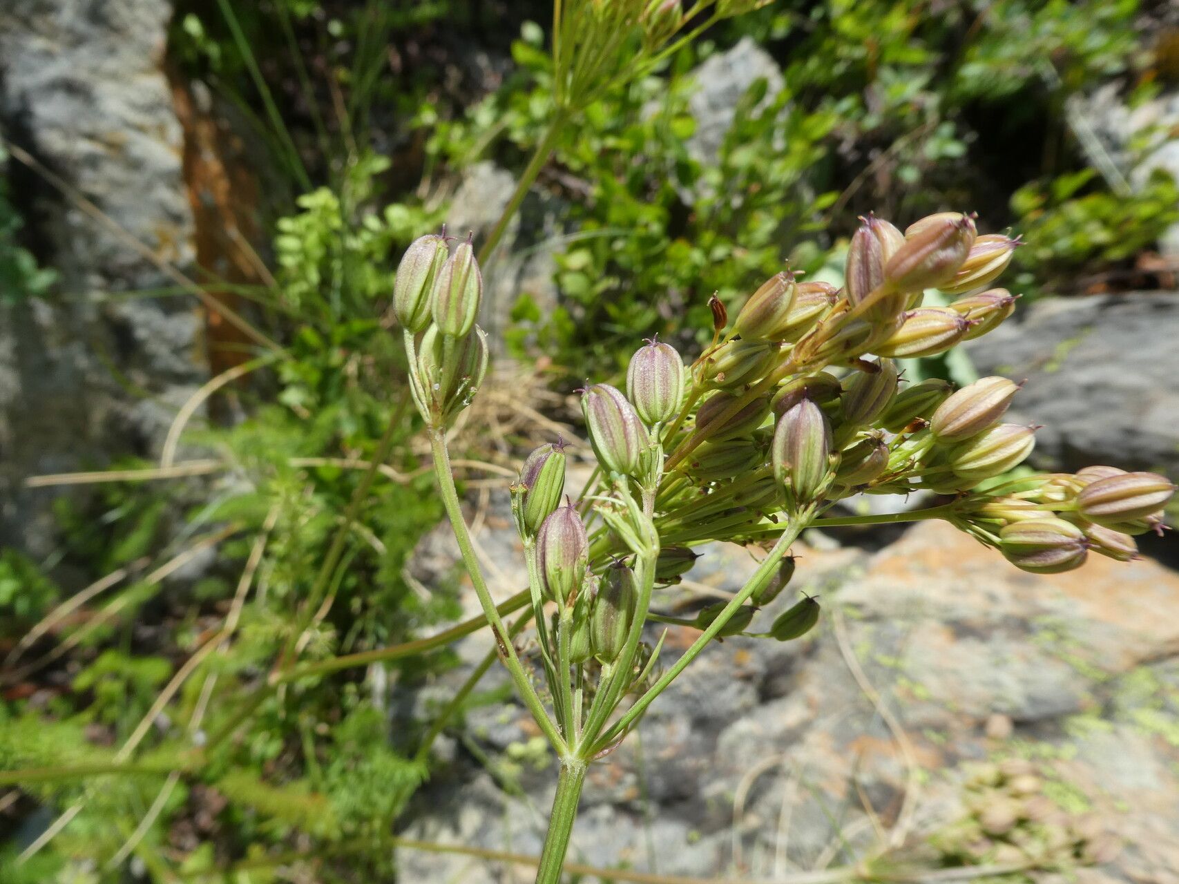 Meum athamanticum fruit