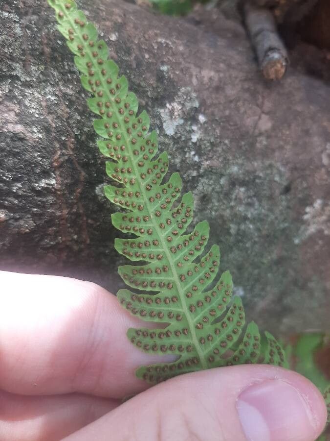 Thelypteris noveboracensis fruit