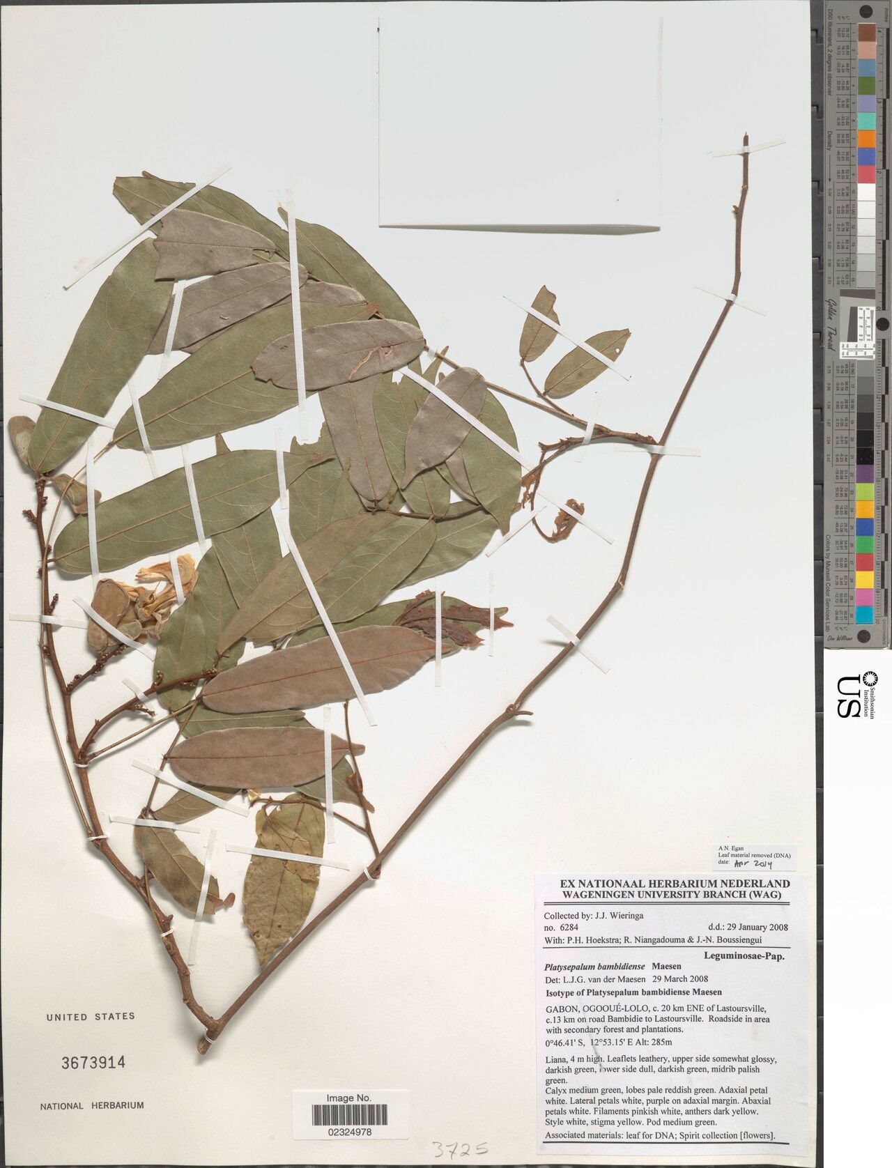 Platysepalum bambidiense — related species from the same genus