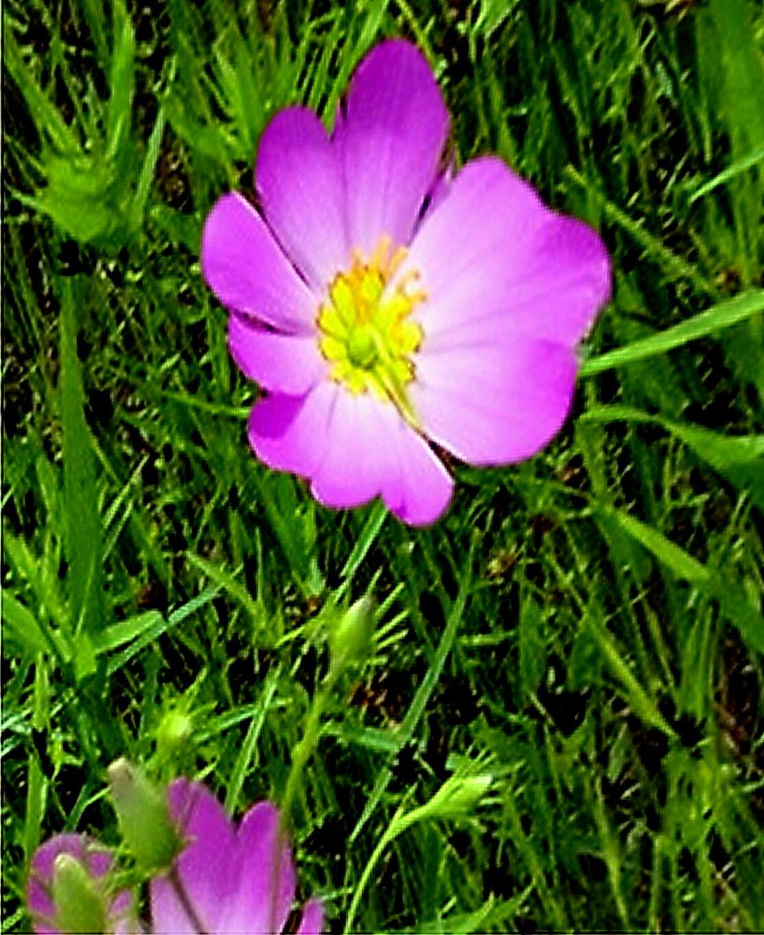 Sabatia kennedyana — houseplant care guide