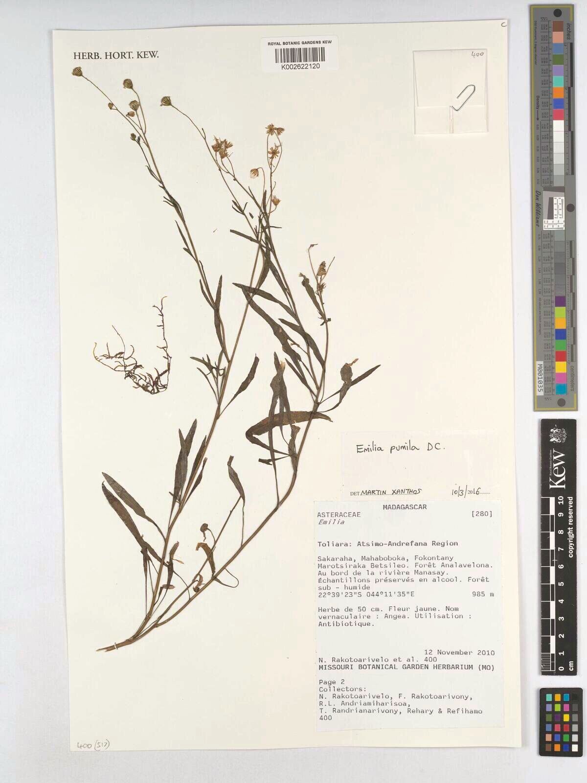 Emilia pumila — houseplant care guide