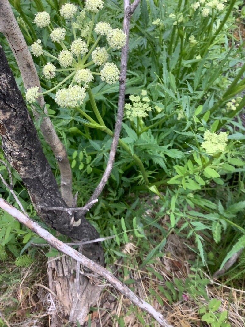 Angelica breweri flower