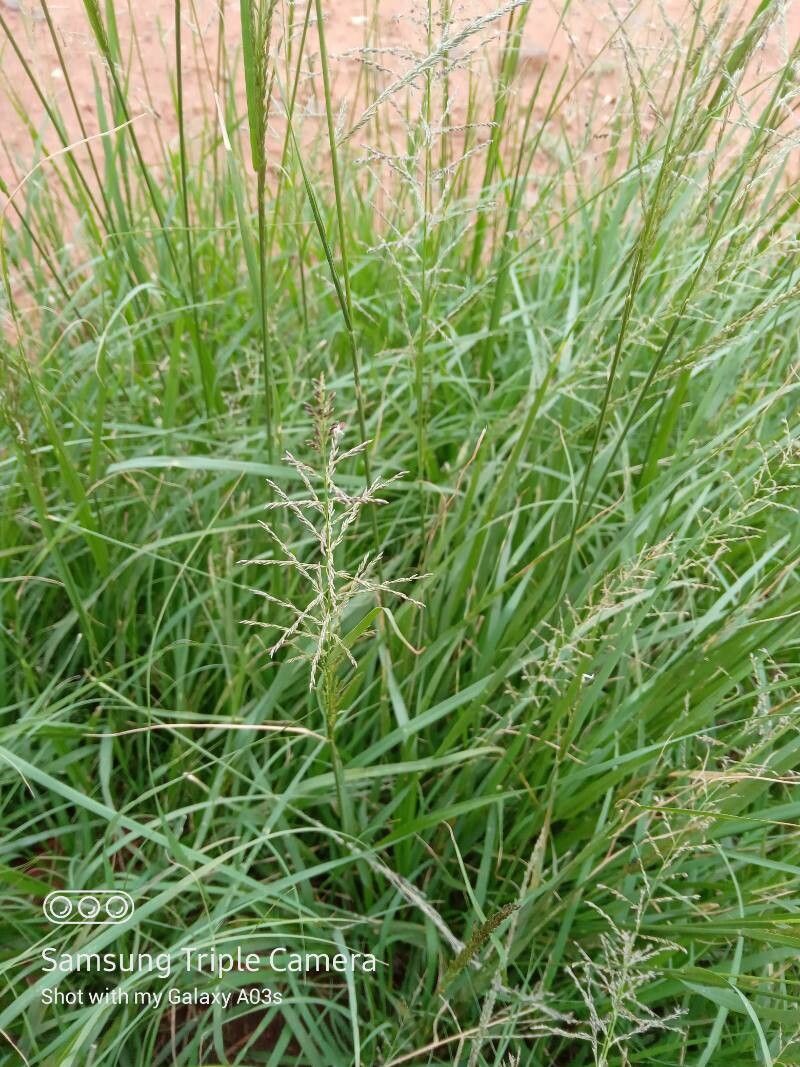 Sporobolus pyramidalis flower