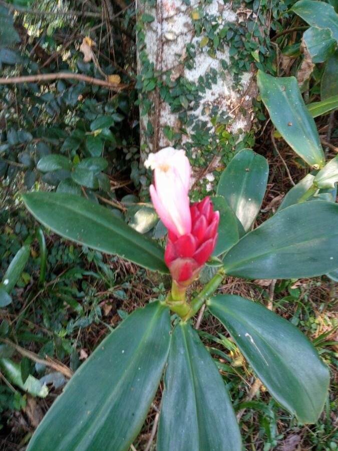 Costus guanaiensis flower