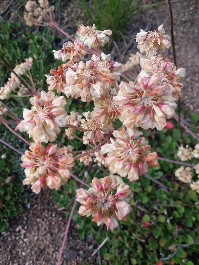 Eriogonum umbellatum flower
