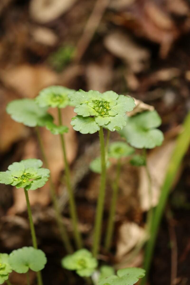 Chrysosplenium japonicum flower