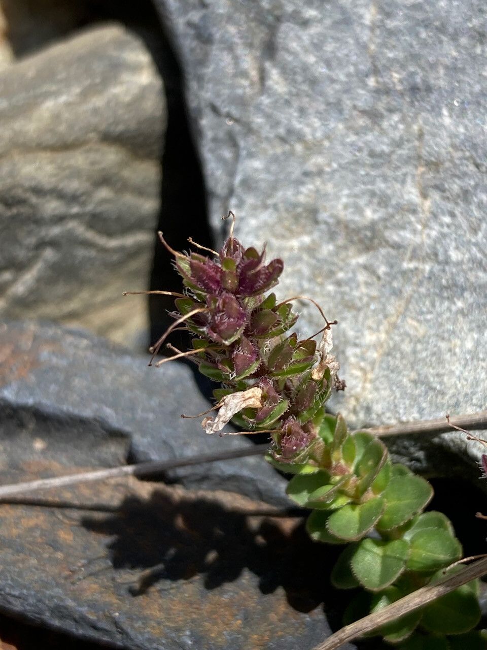 Veronica nummularia habit