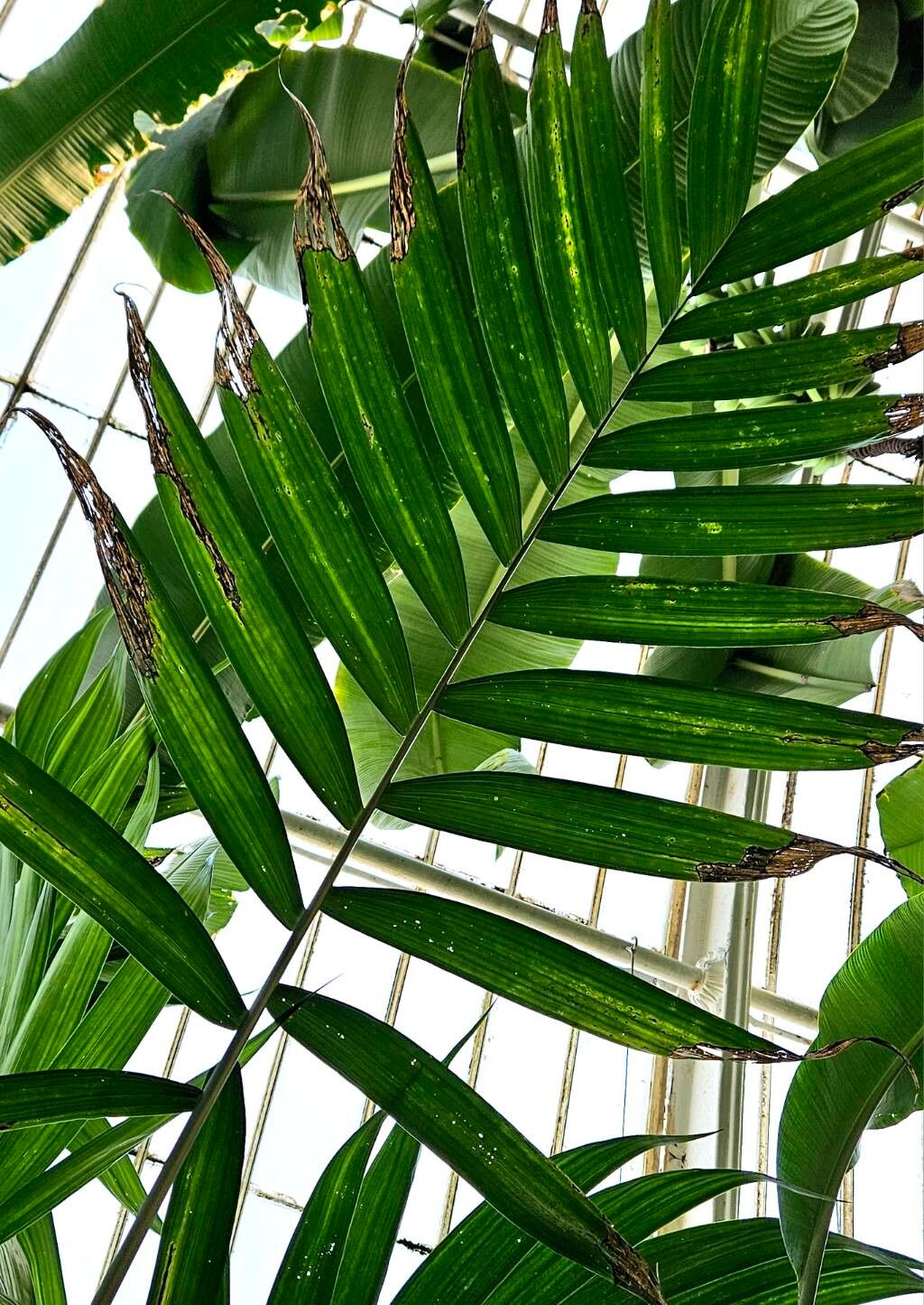 Chamaedorea alternans