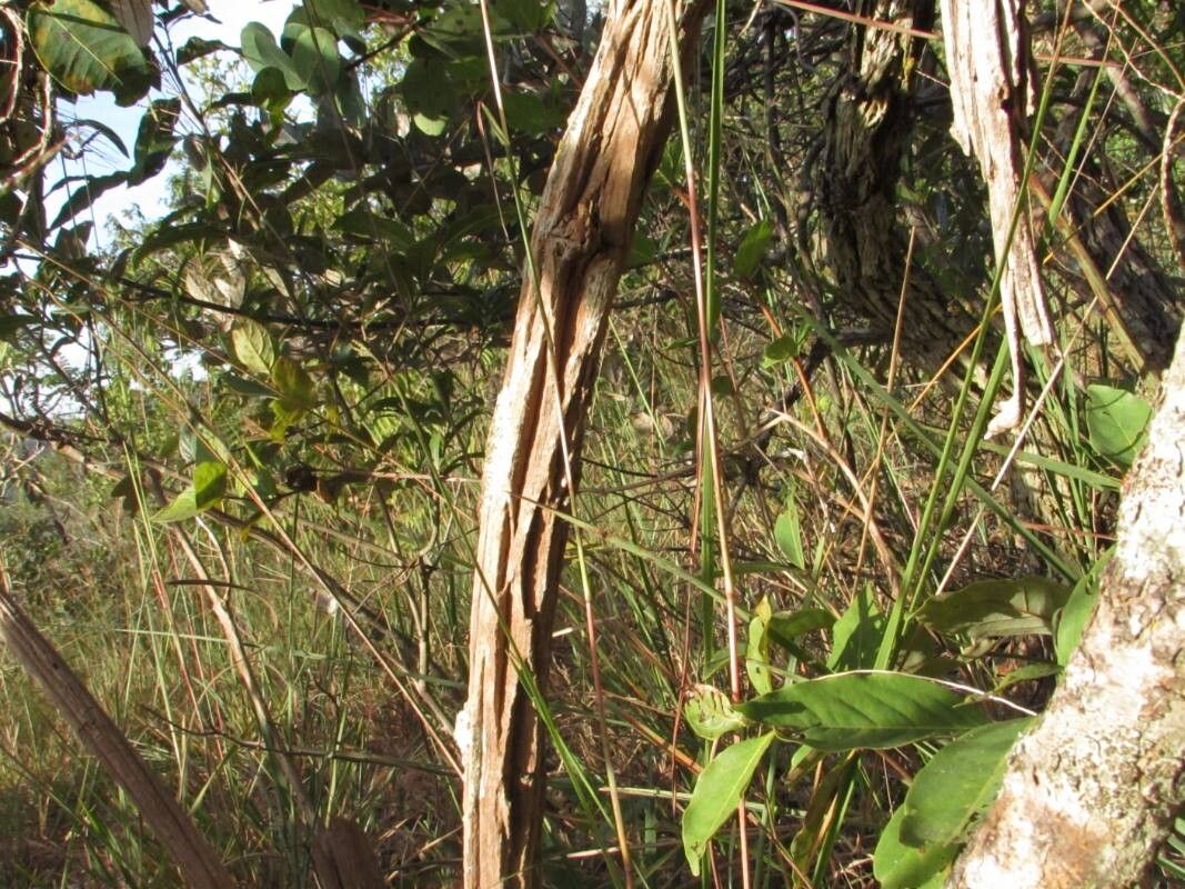 Zeyheria montana bark