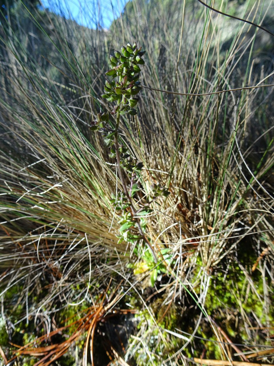 Draba jorullensis habit