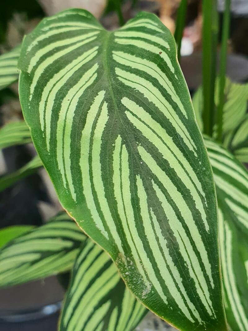 Goeppertia elliptica — sleep aid houseplant