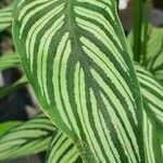 Goeppertia elliptica