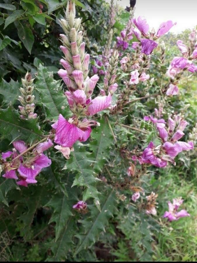 Acanthus eminens leaf