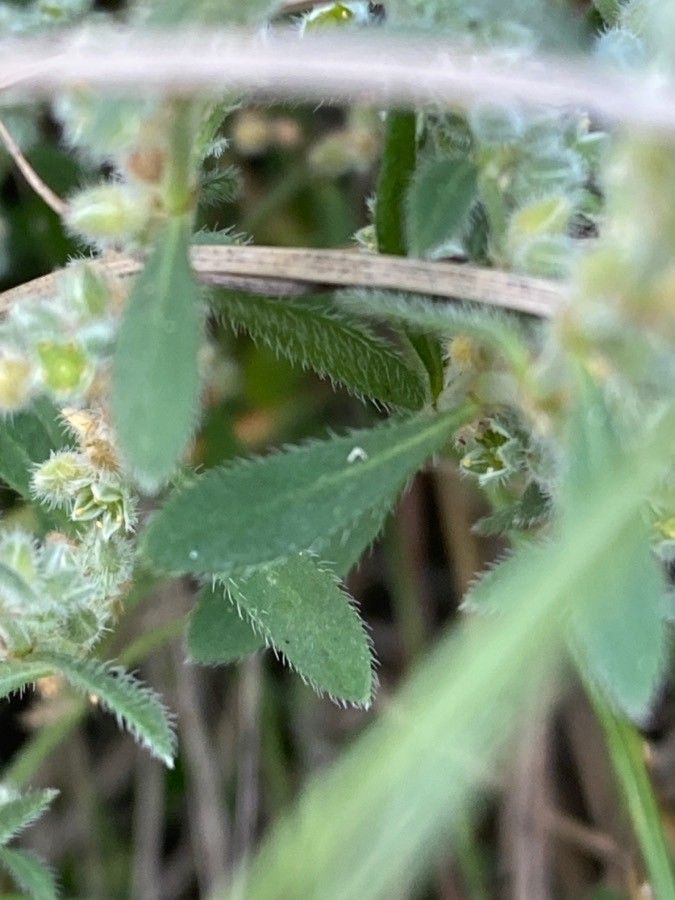 Herniaria incana — houseplant care guide