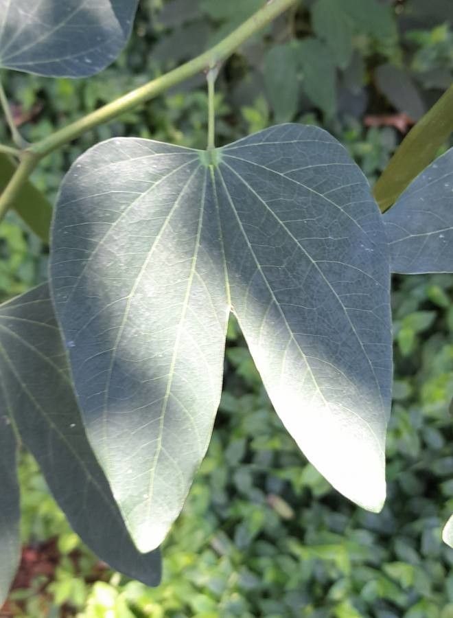 Bauhinia acuminata — related species from the same genus