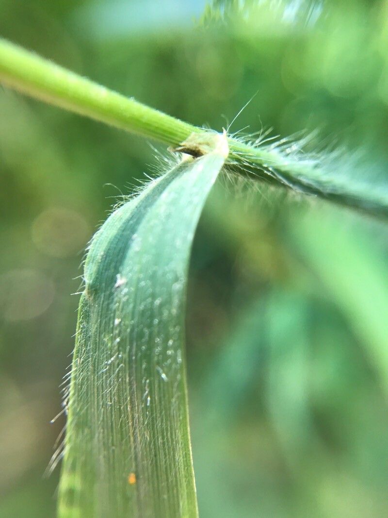 Bromus ramosus leaf