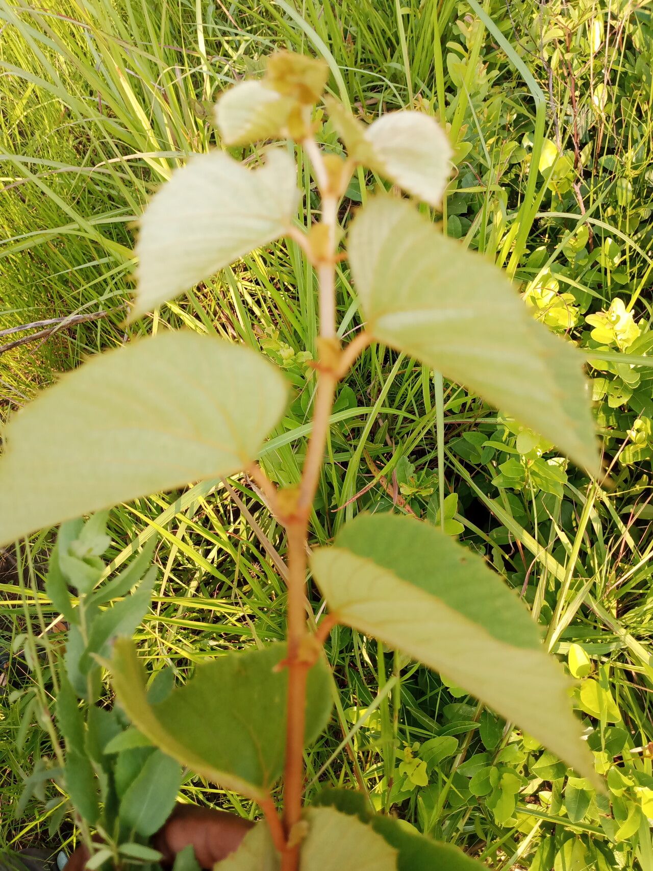 Cissus rubiginosa — houseplant care guide