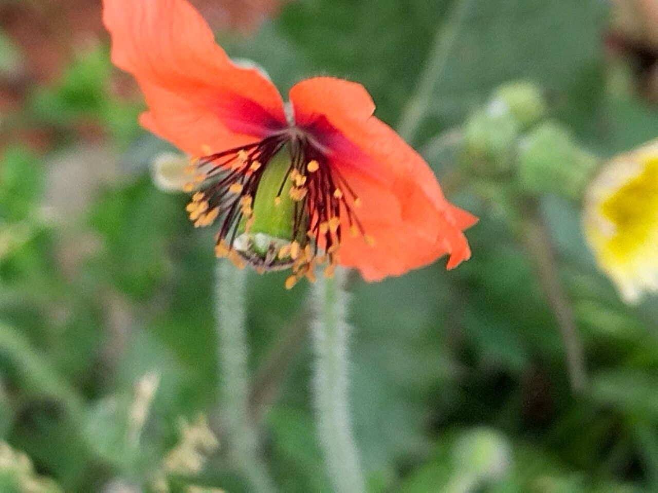 Papaver pinnatifidum flower