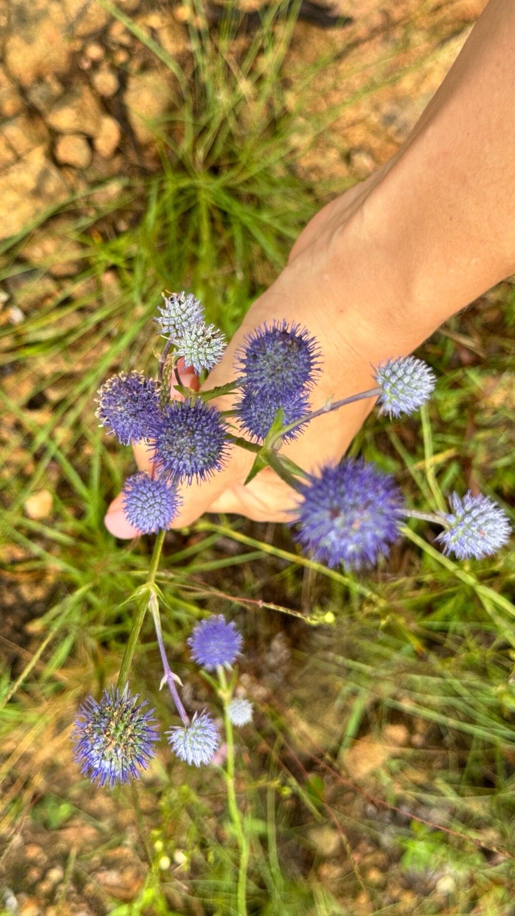 Eryngium eriophorum — search result for 'Eryngium'