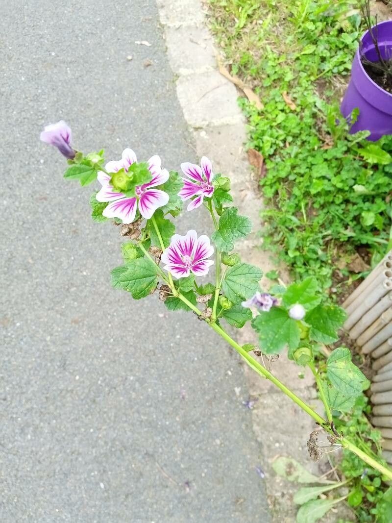 Lavatera phoenicea flower